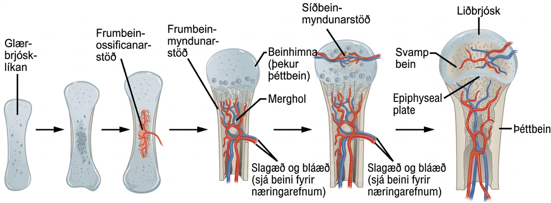 Illustration shows bone growth, which begins with a hyaline cartilage model that has the appearance of a small bone. A primary ossification center forms in the center of the narrow part of the bone, and a bone collar forms around the outside. The periosteum forms around the outside of the bone. Next, blood vessels begin to form in the bone and secondary ossification centers form in the epiphyses. The primary ossification center hollows out to form the medullary cavity, and an epiphyseal plate grows, separating the epiphyses from the diaphysis.