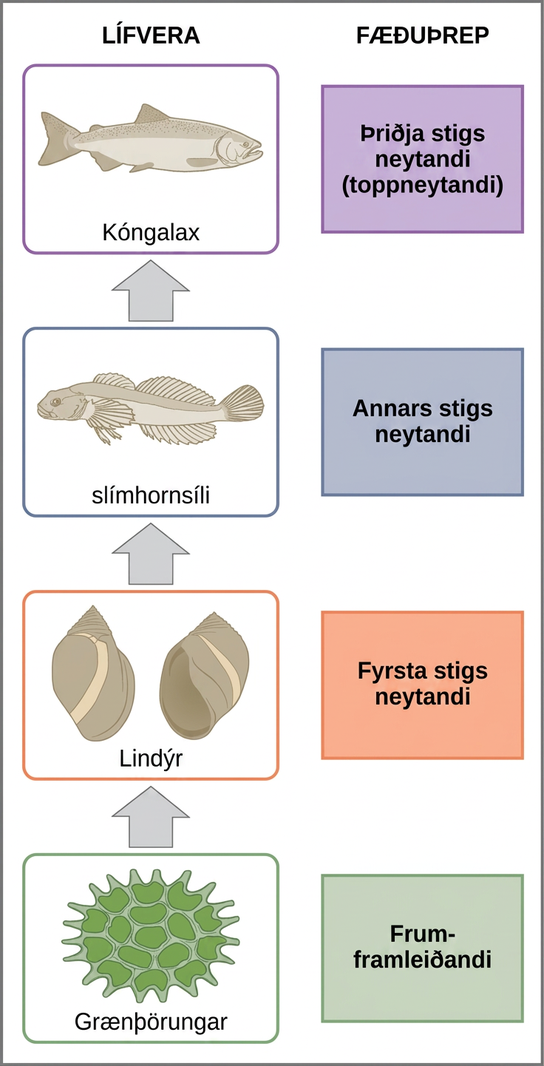 In this illustration the bottom trophic level is the primary producer, which is green algae. The primary consumers are mollusks, or snails. The secondary consumers are small fish called slimy sculpin. The tertiary and apex consumer is Chinook salmon.