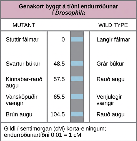 The illustration shows a Drosophila genetic map. The gene for aristae length occurs at 0 centimorgans, or lower case c upper case M. The gene for body color occurs at 48.5 lower c upper M. The gene for red versus cinnabar eye color occurs at 57.5 lower c upper M. The gene for wing length occurs at 65.5 lower c upper M, and the gene for red versus brown eye color occurs at 104.5 lower c upper M. One lower c upper M is equivalent to a recombination frequency of 0.01.
