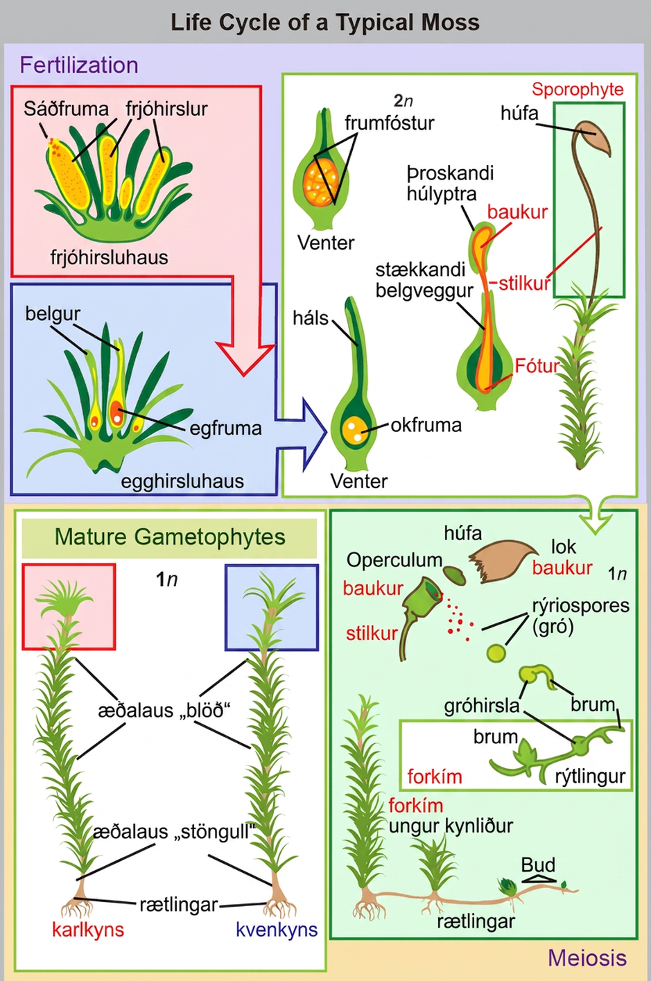 In mosses, the mature haploid (1n) gametophyte is a slender, nonvascular stem with fuzzy, non-vascular leaves. Root-like rhizoids grow from the bottom. Male antheridia and female archegonia grow at the tip of the stem. Sperm fertilize the eggs, producing a diploid (2n) zygote inside a vase-like structure called a venter inside the archegonial head. The embryo grows into a sporophyte that projects like a flower from the vase. The sporophyte undergoes meiosis to produce haploid (1n) spores that grow to produce mature gametophytes, completing the cycle.