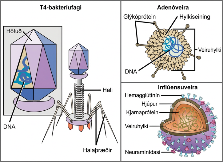 Illustration a shows bacteriophage T 4, which houses its D N A genome in a hexagonal head. A long, straight tail extends from the bottom of the head. Tail fibers attached to the base of the tail are bent, like spider legs. In b, adenovirus houses its D N A genome in a round capsid made from many small capsomere subunits. Glycoproteins extend from the capsomere, like pins from a pincushion. In c, the influenza virus houses its R N A genome and a bullet-shaped capsid. A spherical viral envelope, lined with matrix proteins, surrounds the capsid. Two different varieties of glycoprotein spike are embedded in the envelope. Approximately 80 percent of the spikes are hemagglutinin. The remaining 20 percent or so of the glycoprotein spikes consist of neuraminidase.