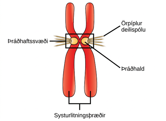 This illustration shows two sister chromatids. Each has a kinetochore at the centromere, and mitotic spindle microtubules radiate from the kinetochore.