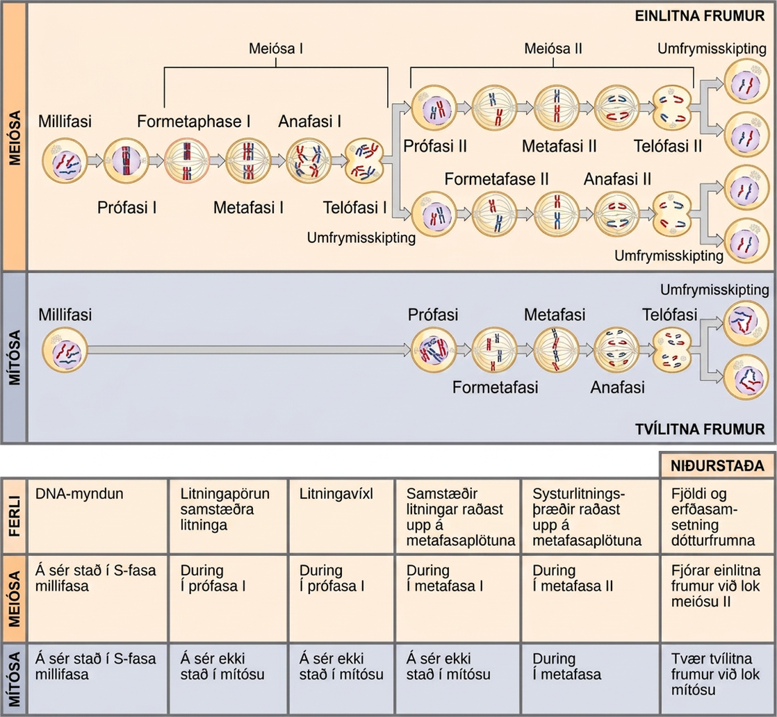 This illustration compares meiosis and mitosis. In meiosis, there are two rounds of cell division, whereas there is only one round of cell division in mitosis. In both mitosis and meiosis, DNA synthesis occurs during S phase. Synapsis of homologous chromosomes occurs in prophase I of meiosis, but does not occur in mitosis. Crossover of chromosomes occurs in prophase I of meiosis, but does not occur in mitosis. Homologous pairs of chromosomes line up at the metaphase plate during metaphase I of meiosis, but not during mitosis. Sister chromatids line up at the metaphase plate during metaphase II of meiosis and metaphase of mitosis. The result of meiosis is four haploid daughter cells, and the result of mitosis is two diploid daughter cells.