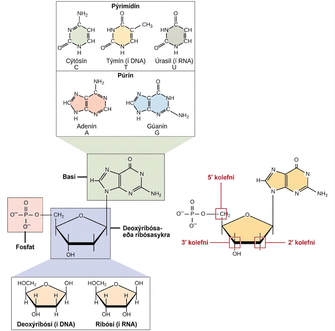 The molecular structure of a nucleotide is shown. The core of the nucleotide is a pentose whose carbon residues are numbered one prime through five prime. The base is attached to the one prime carbon, and the phosphate is attached to the five prime carbon. Two kinds of pentose are found in nucleotides: ribose and deoxyribose. Deoxyribose has an H instead of O H at the two prime position. Five kinds of base are found in nucleotides. Two of these, adenine and guanine, are purine bases with two rings fused together. The other three, cytosine, thymine and uracil, have one six-membered ring.