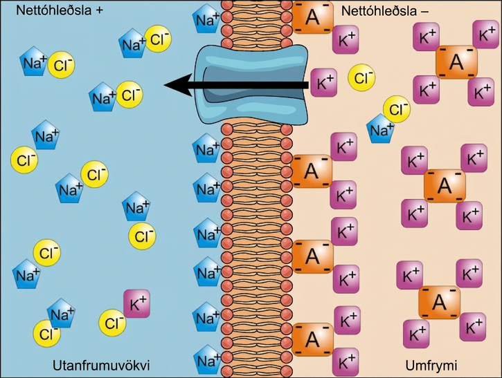This illustration shows a membrane bilayer with a potassium channel embedded in it. The cytoplasm has a high concentration of potassium associated with a negatively charged molecule. The extracellular fluid has a high concentration of sodium associated with chlorine ions.