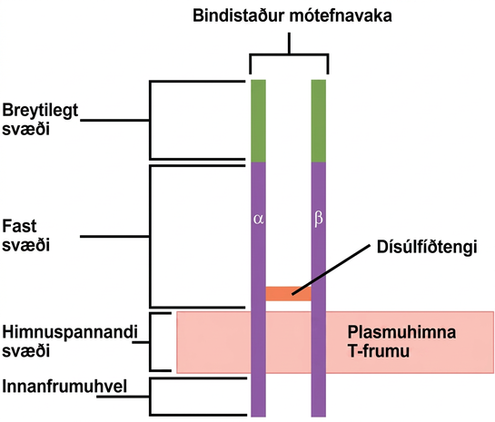 Illustration shows a T cell receptor, which has two column-like subunits that project from the plasma membrane. The subunits, named alpha and beta, are connected by a disulfide bridge. The upper third of the extracellular portion of each column is called the variable region, and the lower two-thirds is called the constant region. The region that spans the membrane is called the transmembrane region. Beneath the transmembrane region is a short, intracellular region.