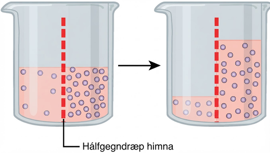 This illustration shows a container whose contents are separated by a semipermeable membrane. Initially, there is a high concentration of solute on the right side of the membrane and a low concentration of the left. Over time, water diffuses across the membrane toward the side of the container that initially had a higher concentration of solute (lower concentration of water). As a result of osmosis, the water level is higher on this side of the membrane, and the solute concentration is the same on both sides.