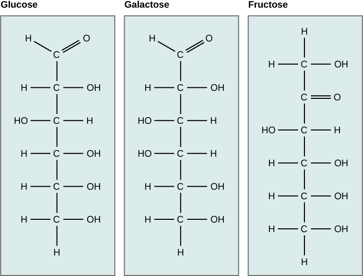 The molecular structures of the linear forms of glucose, galactose, and fructose are shown. Glucose and galactose are both aldoses with a carbonyl group (carbon double-bonded to oxygen) at one end of the molecule. A hydroxyl (OH) group is attached to each of the other residues. In glucose, the hydroxyl group attached to the third carbon is on the left side of the molecular structure and all other hydroxyl groups are on the right. In galactose, the hydroxyl groups attached to the third and fourth carbons are on the left, and the hydroxyl groups attached to the second, fifth and sixth carbon are on the right. Fructose is a ketose with C doubled bonded to O at the second carbon. All other carbons have hydroxyl groups associated with them. The hydroxyl group associated with the third carbon is on the left, and all the other hydroxyl groups are on the right.