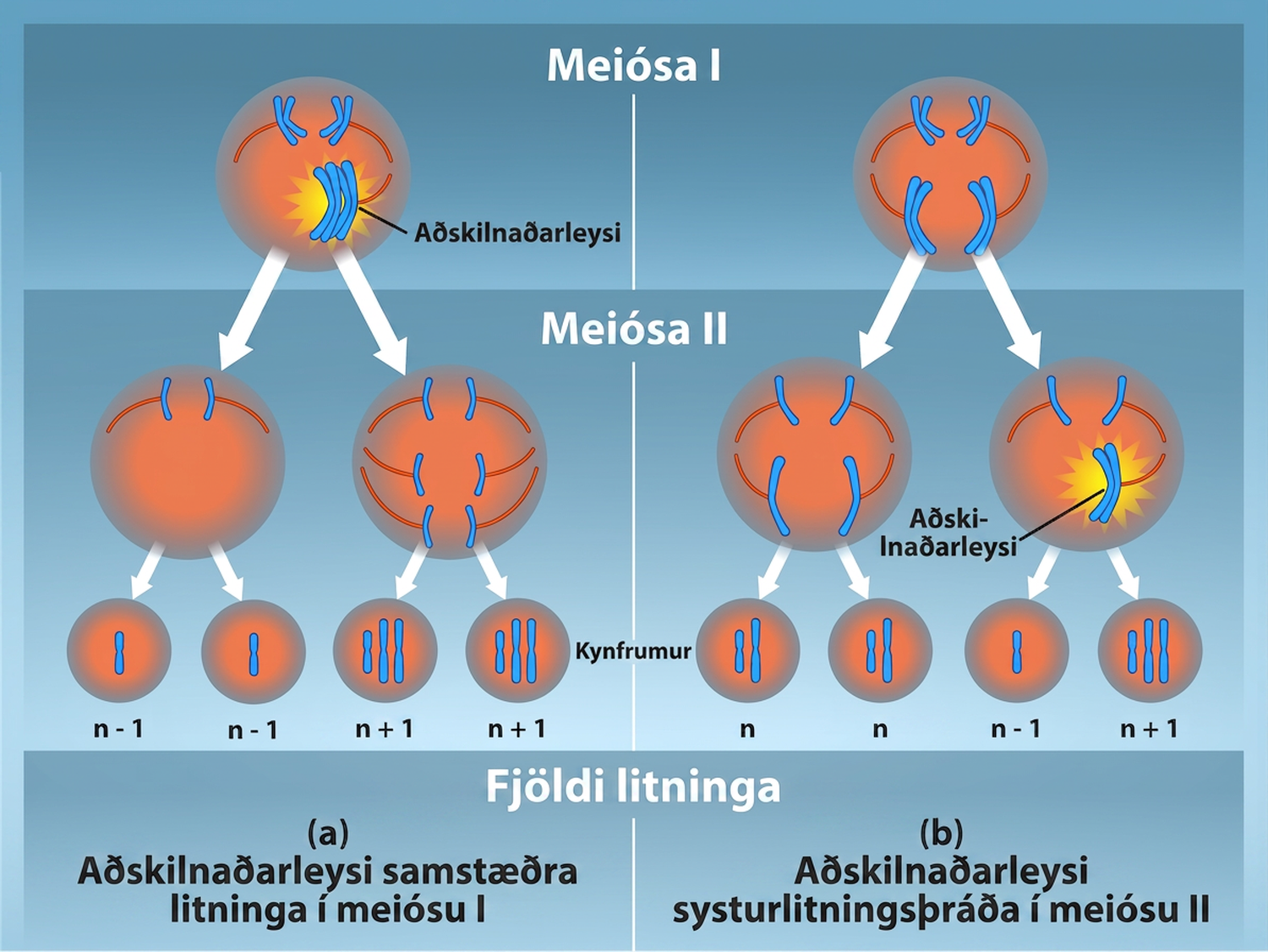 This illustration shows nondisjunction that occurs during meiosis I. Nondisjunction during meiosis I occurs when a homologous pair fails to separate, and results in two gametes with n + 1 chromosomes, and two gametes with n minus 1 chromosomes. Nondisjunction during meiosis I I would occur when sister chromatids fail to separate, and results in one gamete with n + 1 chromosomes, one gamete with n minus 1 chromosomes, and two normal gametes.