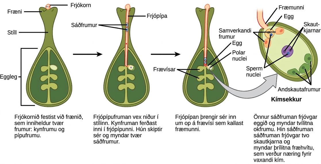 Illustration shows the gynoecium of a flowering plant. A pollen grain adheres to the stigma. The pollen contains two cells: a generative cell and a tube cell. The pollen tube cell grows into the style. The generative cell travels inside the pollen tube. It divides to form two sperm. The pollen tube penetrates an opening in the ovule called a micropyle. One of the sperm fertilizes the egg to form the zygote. The other sperm fertilizes two polar nuclei to form a triploid endosperm, which becomes a food source for the growing embryo.