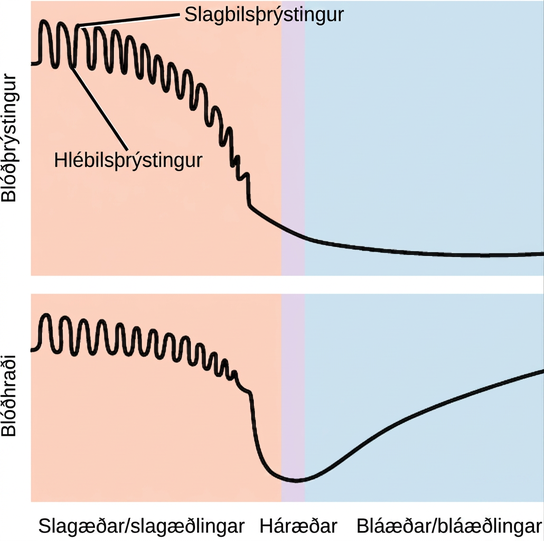 Graph A shows blood pressure, which starts high in the arteries and gradually drops as blood passes through the capillaries and veins. Blood velocity drops gradually in the arteries, then precipitously in the capillaries. Velocity increases as blood enters the veins. In the arteries, both blood pressure and velocity fluctuate to a higher level during systole and a lower level during diastole.