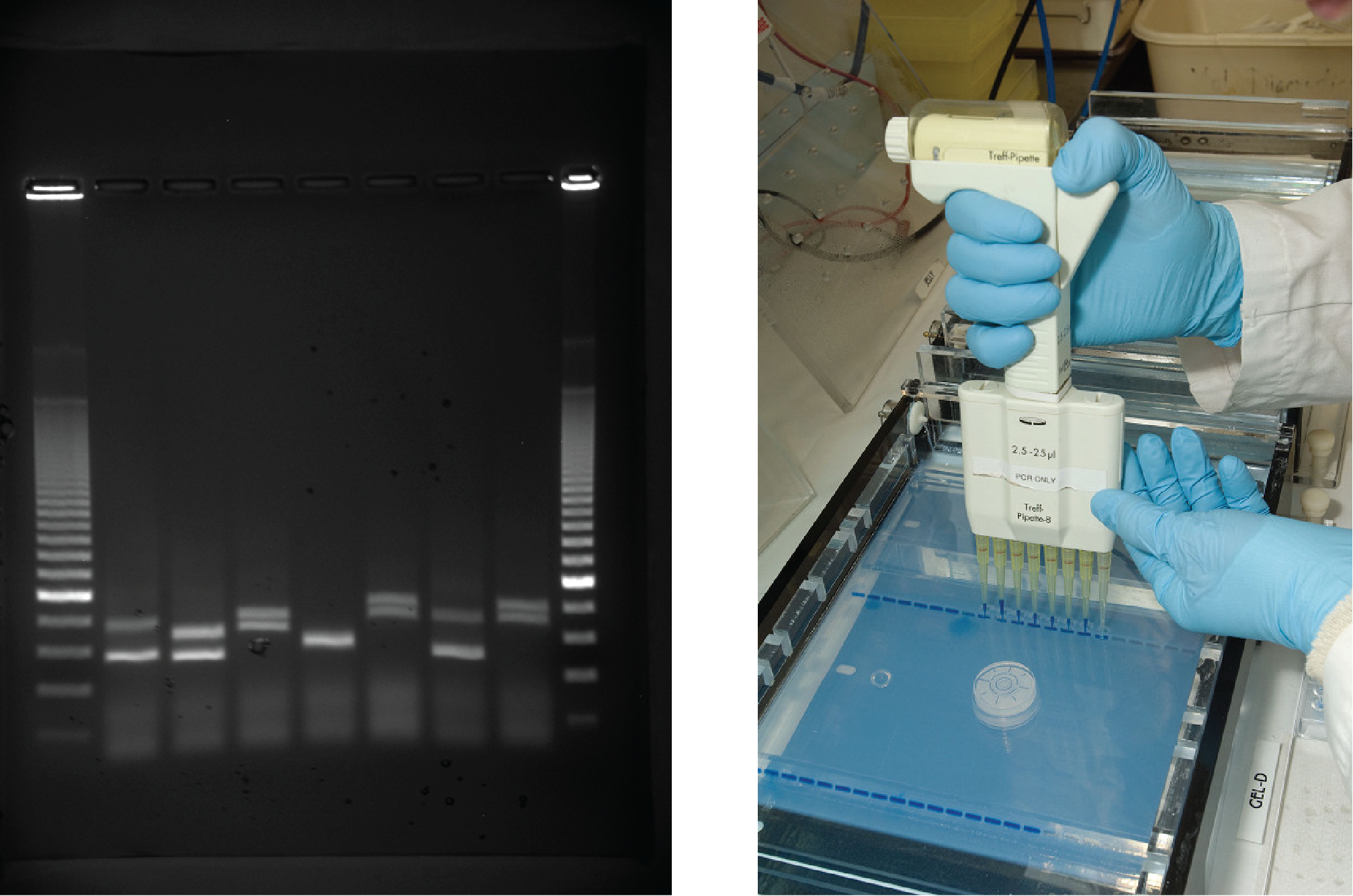 The first photo shows an agarose gel illuminated under UV light. The gel is nine lanes across. Each lane was loaded with a sample containing DNA fragments of differing size that have separated as they travel through the gel, from top to bottom. The DNA appears as thin, white bands on a black background. Lanes one and nine contain many bands from a DNA standard. These bands are closely spaced toward the top, and spaced farther apart further down the gel. Lanes two through eight contain one or two bands each. Some of these bands are identical in size and run the same distance into the gel. Others run a slightly different distance, indicating a small difference in size. The second image shows a person using a handheld device with eight pipettes holding DNA material. The person places the device's pipettes directly over a prepared gel inside an electrphoresis machine. The gel already contains several lines of material where the user has previouly loaded DNA material.