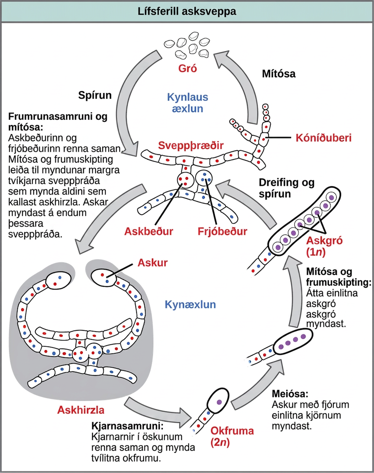 Ascomycetes have both sexual and asexual life cycles. In the asexual life cycle, the haploid (1n) mycelium branches into a chain of cells called the conidiophore. Spores bud from the end of the conidiophore and germinate to form more mycelia. In the sexual life cycle, a round structure called an antheridium buds from the male strain, and a similar structure called the ascogonium buds from the female strain. In a process called plasmogamy, the ascogonium and antheridium fuse to form a cell with multiple haploid nuclei. Mitosis and cell division result in the growth of many hyphae, which form a fruiting body called the ascocarp. The hyphae are dikaryotic, meaning they have two haploid nuclei. Asci form at the tips of these hyphae. In a process called karyogamy, the nuclei in the asci fuse to form a diploid (2n) zygote. The zygote undergoes meiosis without cell division, resulting in an ascus with four 1n nuclei arranged in a row. Each nucleus undergoes mitosis, resulting in eight ascospores, which are also arranged in a row at the tip of the hyphae. Dispersal and germination results in the growth of new mycelia.