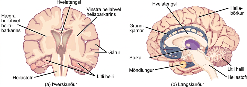 Illustration shows coronal (front) and sagittal (side) sections of a human brain. In the coronal section, the large upper part of the brain, called the cerebral cortex, is divided into left and right hemispheres. A cavity resembling butterfly wings exists between the left and right cortex. The corpus callosum is a band that connects the two hemispheres together, just above this cavity. The surface of the cerebral cortex contains bumpy protrusions called gyri. The cerebral cortex is anchored by the brain stem, which connects with the spinal cord. On either side of the brainstem tucked beneath the cerebral cortex is the cerebellum. The surface of the cerebellum is bumpy, but not as bumpy as the cerebral cortex. The sagittal section reveals that the cerebral cortex makes up the front and top part of the brain, while the brainstem and cerebellum make up the lower back part. The oval thalamus sits in the cavity in the middle of the cerebral cortex. The corpus callosum wraps around the top part of the thalamus. The basal ganglia wraps around the corpus callosum, starting at the lower front part of the brain and continuing three-quarters of the way around so the back end almost meets the front end. The basal ganglia is separated into segments that are connected along the top and bottom. The amygdala is a spherical structure at the end of the basal ganglia.