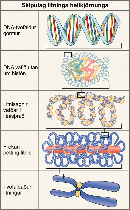 Illustration shows the levels of organization of eukaryotic chromosomes, starting with the D N A double helix, which wraps around histone proteins. The entire D N A molecule wraps around many clusters of histone proteins, forming a structure that looks like beads on a string, which are nucleosomes coiled into a chromatin fiber. The chromatin is further condensed by wrapping around a protein core. The result is a compact chromosome, shown in duplicated form, which is the shape of an x.
