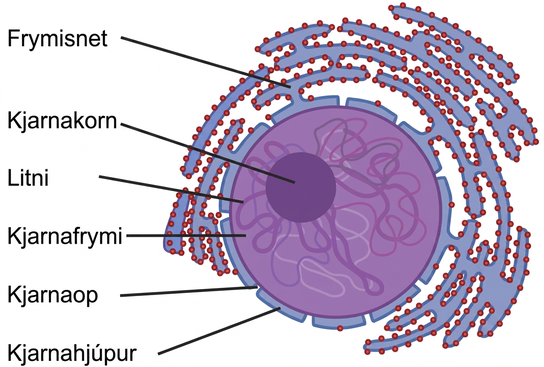 The two-dimensional image depicts the nucleus of a cell as a circular object with two membranes; several gaps appear in the circle, representing nuclear pores. Surrounding the nucleus are membranous sacks representing the endoplasmic reticulum. Inside the nucleus is another circle, approximately ten percent of the total size of the nucleus, representing the nucleolus.