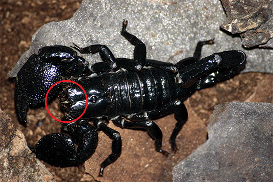Picture of a black colored scorpion with a red circle drawn around the chelicerae at the mouth opening.