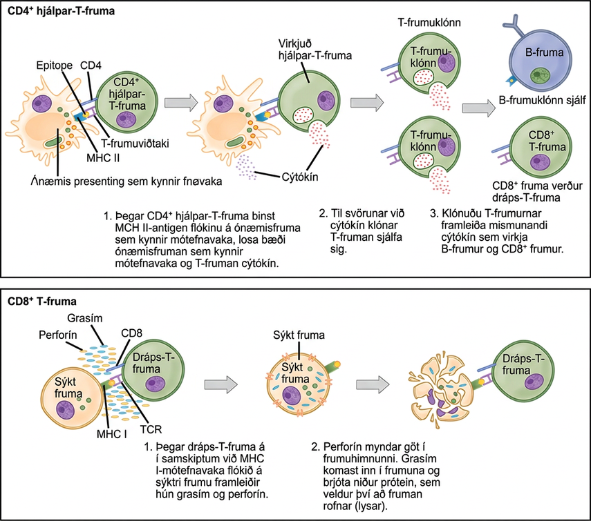 Illustration shows activation of a C D 4 plus helper T cell. An antigen-presenting cell digests a pathogen. Epitopes from this pathogen are presented in conjunction with M H C I I molecules on the cell surface. A T cell receptor and a C D 8 receptor, both on the surface of the T cell, bind the M H C I I epitope complex. As a result, the helper T cell becomes activated and both the helper T cell and antigen-presenting cell release cytokines. The cytokines induce the helper T cell to clone itself. The cloned helper T cells release different cytokines that activate B cells and C D 8 plus T cells, turning them into cytotoxic T cells. The cytotoxic T cell binds the M H C I epitope complex on an infected cell. The cytotoxic T cell then releases perforin molecules, which form a pore in the plasma membrane, and granzymes, which break down proteins, killing the cell.