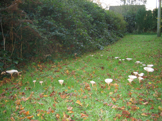 Photo shows toadstool mushrooms growing on a lawn, and forming a large circle.