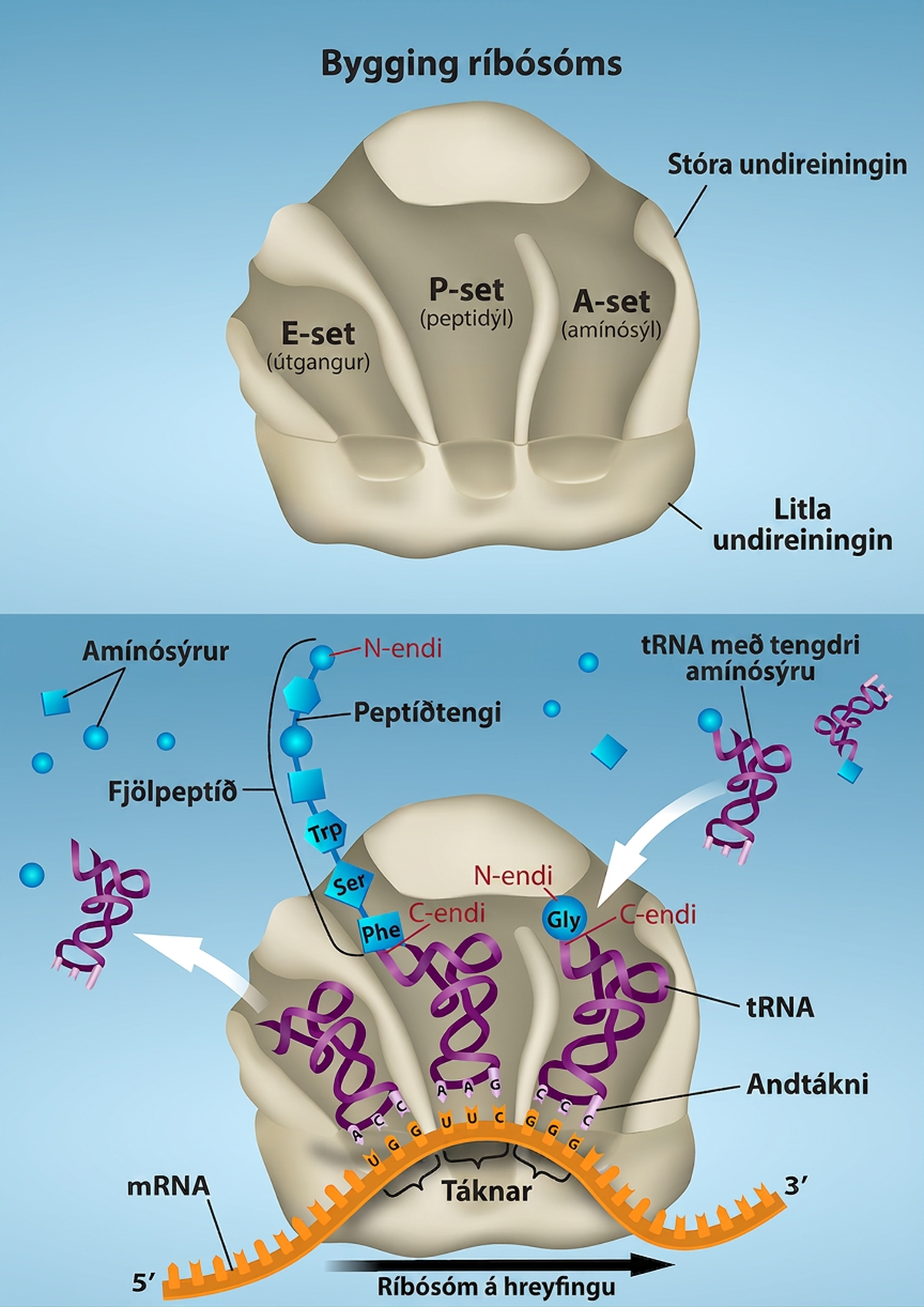 Ribosome structure is shown with the E site, P site, and A site. The A site is labelled aminoacyl, the P site is labelled peptidyl, and the E site is labelled exit. As ribosomes move along m R N A, t R N As with amino acids attached bind to the A sites. The polypeptide is assembled at the P site, and the empty t R N A exits from the E site.