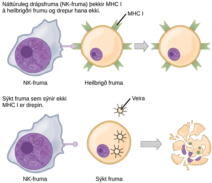 Healthy, uninfected cells present M H C I on their surface. A natural killer cell recognizes the M H C I and does not kill the cell. An infected cell that does not produce M H C I is killed.