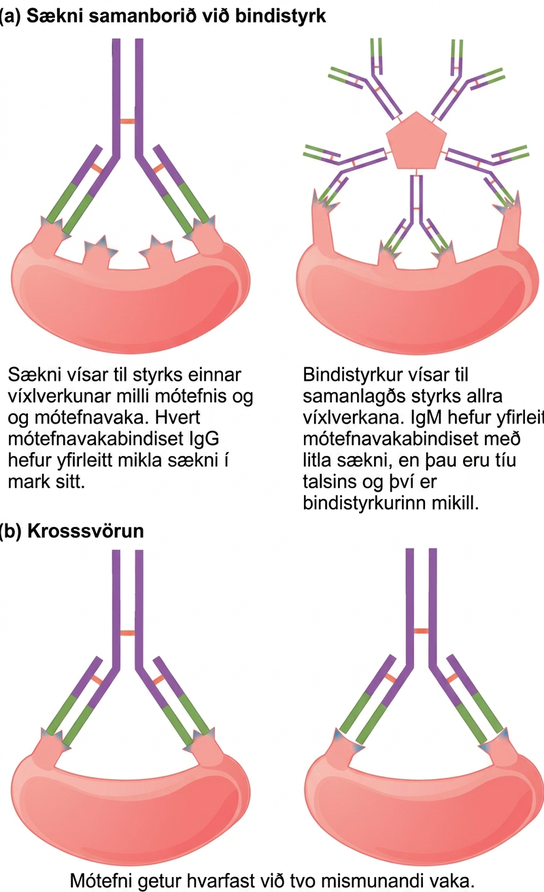 Part A compares affinity and avidity. Affinity refers to the strength of a single antibody antigen interaction. Each I g G antigen-binding site typically has high affinity for its target. Avidity refers to the strength of all interactions combined, I g M typically has low affinity antigen binding sites, but there are ten of them so avidity is high. Part B describes cross reactivity, a situation in which an antibody reacts with two different epitopes.