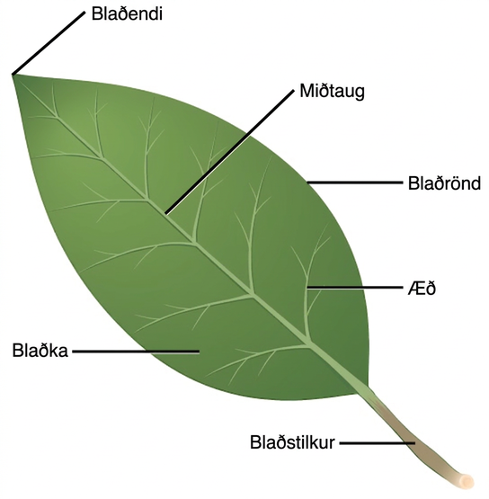 Illustration shows the parts of a leaf. The petiole is the stem of the leaf. The midrib is a vessel that extends from the petiole to the leaf tip. Veins branch from the midrib. The lamina is the wide, flat part of the leaf. The margin is the edge of the leaf.