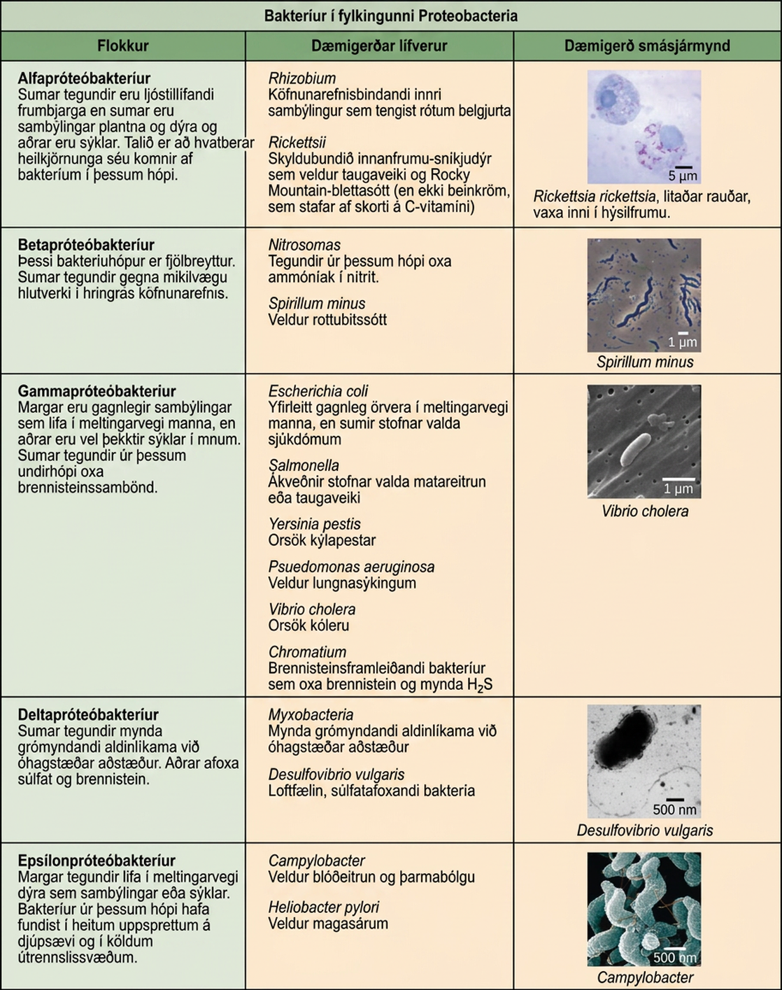 Tafla lýsir fimm flokkum Proteobacteria og sýnir dæmi, þar á meðal Rickettsia rickettsii, Spirillum minus, Vibrio cholera, Desulfovibrio vulgaris og Campylobacter.