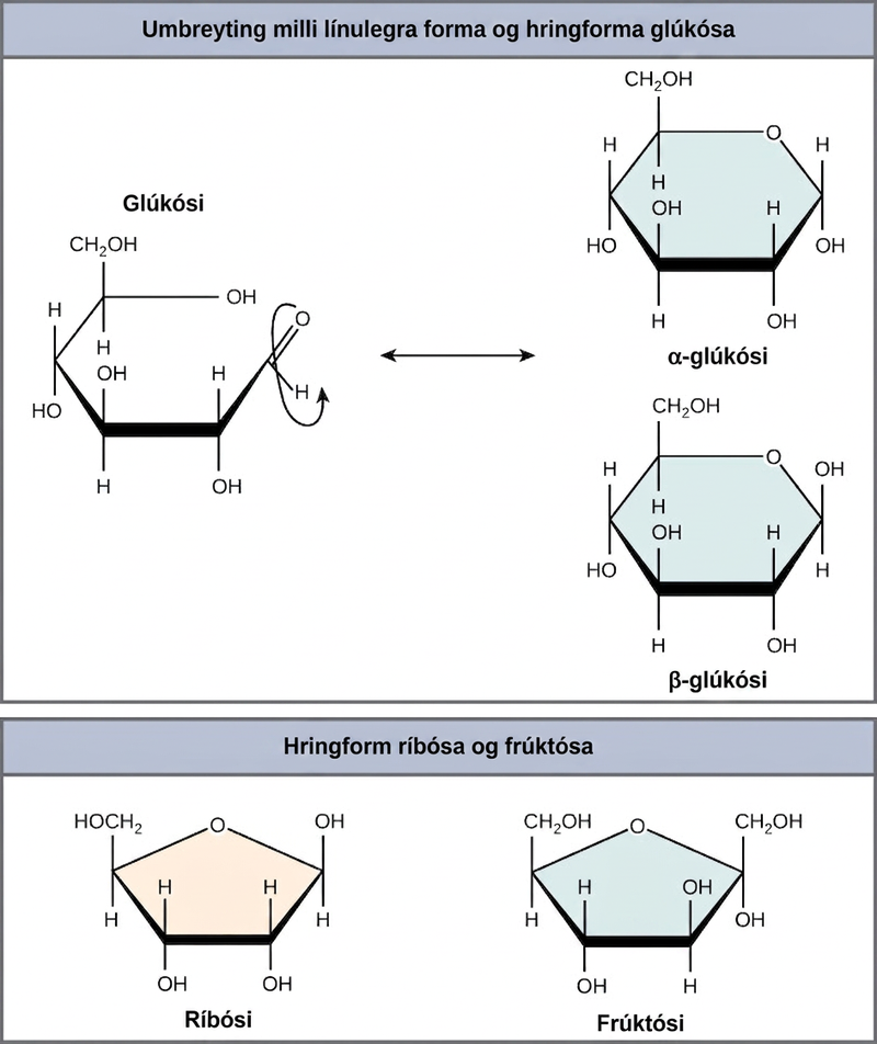The conversion of glucose between linear and ring forms is shown. The glucose ring has five carbons and an oxygen. In alpha glucose, the first hydroxyl group is locked in a down position, and in beta glucose, the ring is locked in an up position. Structures for ring forms of ribose and fructose are also shown. Both sugars have a ring with four carbons and an oxygen.