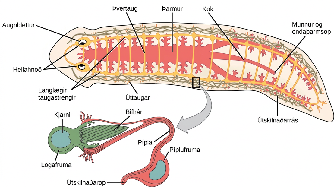 Illustration shows the digestive, nervous and excretory systems in a flat, worm-like planaria. The digestive system starts at the ventral mouth opening in the middle of the animal, and then extends to the head through the middle of the body, and along the sides of the body. Many lateral branches occur along the digestive system. The nervous system has 2 cerebral ganglia at the eyes in the head, and 2 ventral nerve cords with transverse connections along the length of the body to the tail. The excretory system is arranged in 2 long mesh-like structures down each side of the body.