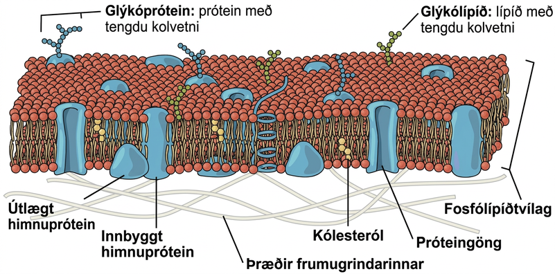 The plasma membrane is composed of a phospholipid bilayer. In the bilayer, the two long hydrophobic tails of phospholipids face toward the center, and the hydrophilic head group faces the exterior. Integral membrane proteins and protein channels span the entire bilayer. Protein channels have a pore in the middle. Peripheral membrane proteins sit on the surface of the phospholipids, and are associated with the phospholipid head groups. On the exterior side of the membrane, carbohydrates are attached to certain proteins and lipids. Filaments of the cytoskeleton line the interior of the membrane.