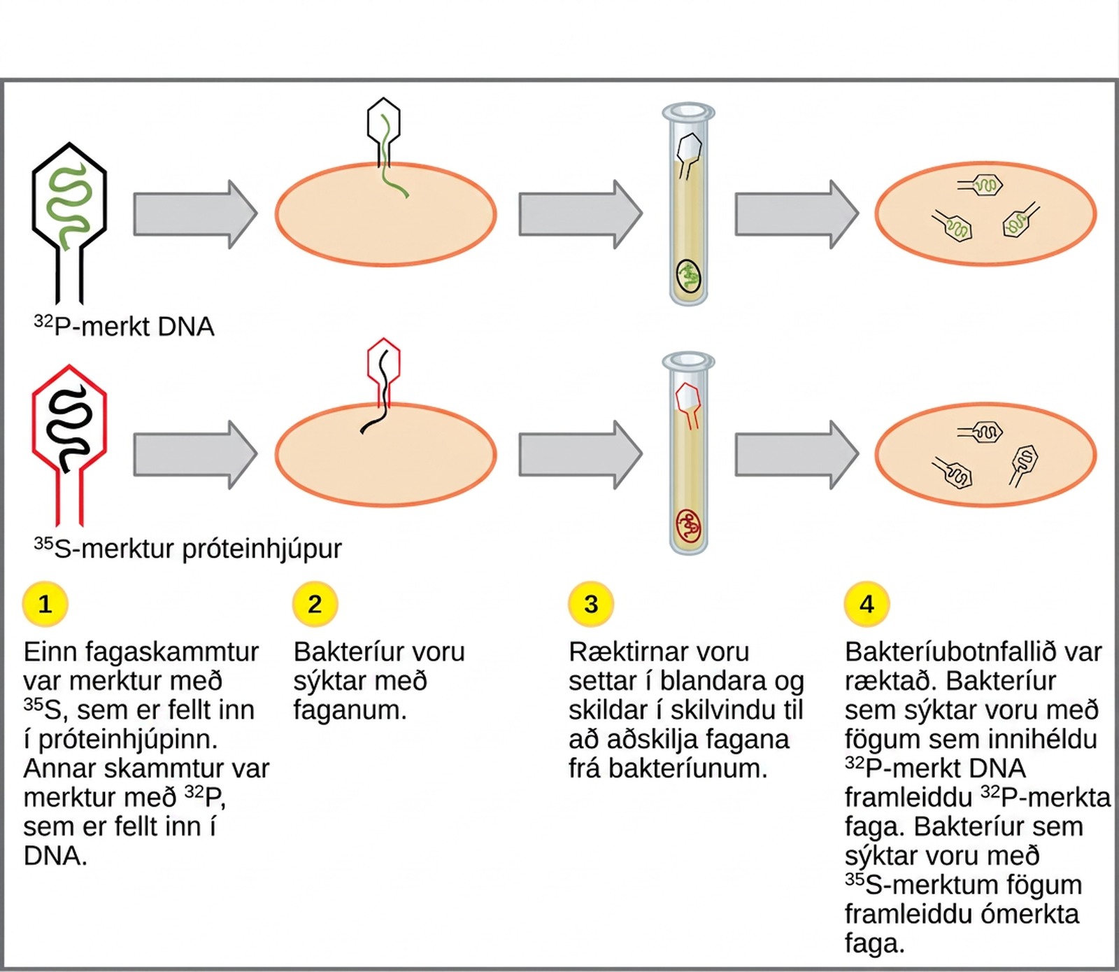 Illustration shows bacteria being infected by phage labeled with superscript 35 baseline upper case S, which is incorporated into the protein coat, or superscript 32 baseline upper case P, which is incorporated into the D N A. Infected bacteria were separated from phage by centrifugation and cultured. The bacteria that had been infected with phage containing superscript 32 baseline upper P labeled D N A made radioactive phage. The bacteria that had been infected with superscript 35 baseline upper S labeled phage produced unlabeled phage. The results support the hypothesis that D N A, and not protein, is the genetic material.