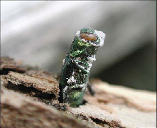 Photo shows a green, stump-shaped ash borer jutting from the bark of a tree with white fuzz (the parasitic fungus) on its body.