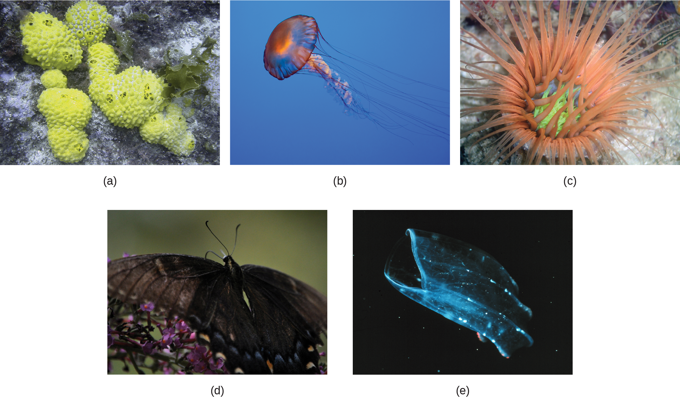 Part a shows several sponges, which form irregular, bumpy blobs on the sea floor. Part b shows a jellyfish with long, slender tentacles, radiating from a flexible, disc-shaped body. Part c shows an anemone sitting on the sea floor with thick tentacles, radiating up from a cup-shaped body. Part d shows a black butterfly with two symmetrical wings. Part e shows a beroe, which is a type of jelly fish, semi-transparent with more solid ribs and a visible opening at one end.