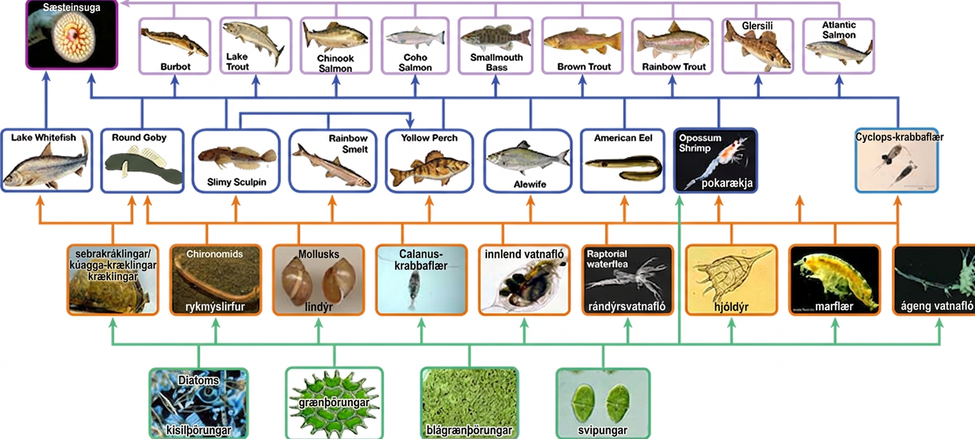 The bottom level of the illustration shows primary producers, which include diatoms, green algae, blue-green algae, and flagellates. The next level includes the primary consumers that eat primary producers. These include invertebrates such as waterfleas and mussels. Primary consumers are in turn eaten by secondary consumers, which are typically small fish and shrimp. The small fish are eaten by larger fish, the tertiary, or apex consumers. Finally, all fish are eaten by the sea lamprey. For the most part, every organism at a given level eats every organism in the level below and nothing else, but there are exceptions. For example, not all secondary consumers eat all primary consumers. Lake whitefish only eat zebra and quagga mussels, round goby eat all primary consumers, and the other secondary consumers eat every primary consumer except for the zebra and quagga mussels. The secondary consumer yellow perch eats two other secondary consumers from its own level, the slimy sculpin and the rainbow smelt, in addition to eating primary consumers from the level below. Some organisms can also skip a level. The secondary consumer opossum shrimp eats most primary consumers in the level immediately below and all of the primary producers two levels below. Sea lamprey eat all tertiary and secondary consumers. Thus, the food web is complex with interwoven layers.