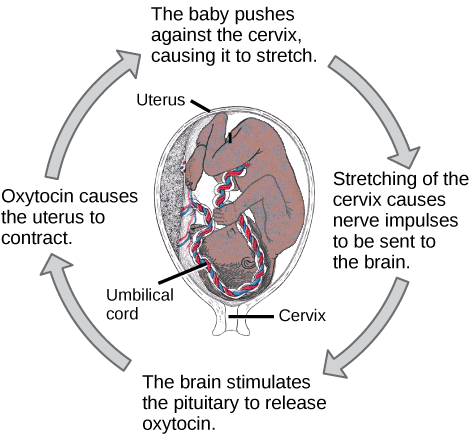 Prior to birth, the baby pushes against the cervix, causing it to stretch. Stretching of the cervix causes nerve impulses to be sent to the brain. As a result, the brain stimulates the pituitary to release oxytocin. Oxytocin causes the uterus to contract. As a result, the baby pushes against the cervix in a positive feedback loop.