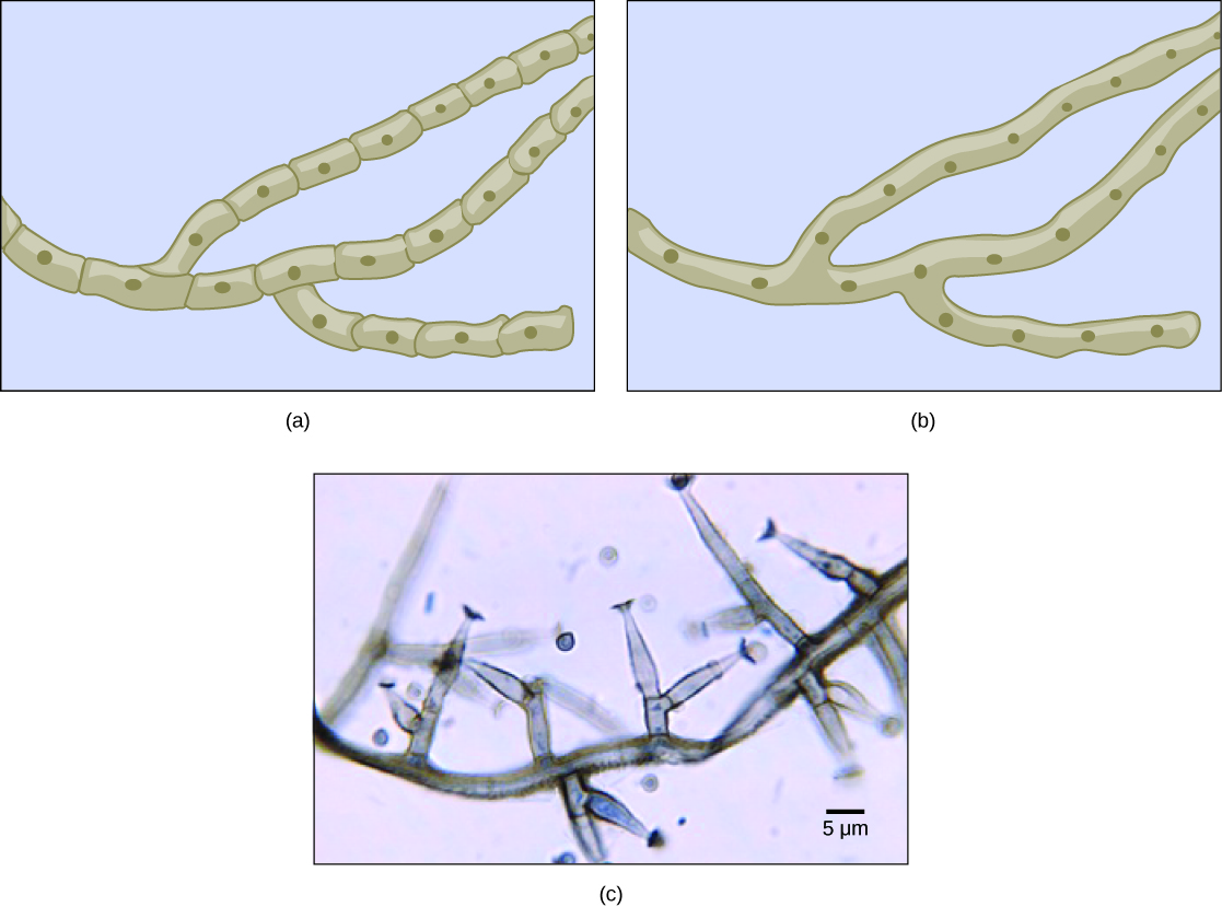 Part A is an illustration of septated hyphae. Cells within the septated hyphae are rectangular. Each cell has its own nucleus, and connects to other cells end to end in a long strand. Two branches occur in the hyphae. Part B is an illustration of coenocytic hyphae. Like the septated hyphae, the coenocytic hyphae consist of long, branched fibers. However, in coenocytic hyphae, there is no separation between the cells or nuclei. Part C is a light micrograph of septated hyphae from Phialophora richardsiae. The hyphae consists of a long chain of cells with multiple branches. Each branch is about 3 microns wide and varies from 3 to 20 microns in length.