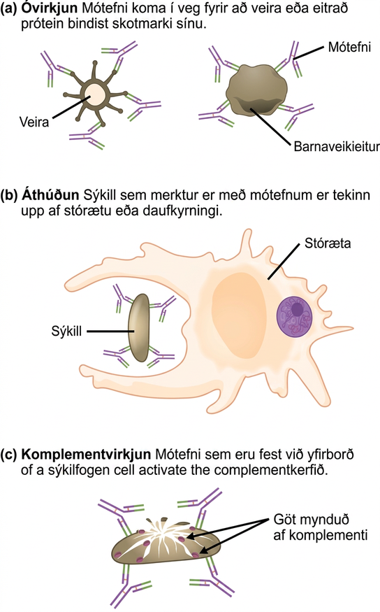 Part A shows antibody neutralization. Antibodies coat the surface of a virus or toxic protein, such as the diphtheria toxin, and prevent them from binding to their target. Part B shows opsonization, a process by which a pathogen coated with antigens is consumed by a macrophage or neutrophil. Part C shows complement activation. Antibodies attached to the surface of a pathogen cell activate the complement system. Pores are formed in the cell membrane, destroying the cell.