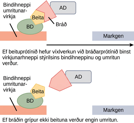 In two-hybrid screening, the binding domain of a transcription factor is separated from the activator domain. A bait protein is attached to the D N A binding domain of a transcription factor, and a prey protein is attached to the activator domain. If the prey catches the bait, in other words, binds to it, transcription of a reporter gene occurs. If the prey does not catch the bait, no transcription occurs. Scientists use this transcriptional activation to determine if interaction between the bait and prey has occurred.