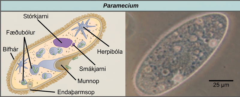 The illustration on the left shows a shoe-shaped Paramecium. Short, hair-like cilia cover the outside of the cell. Inside are food vacuoles, a large macronucleus, and a small micronucleus. The Paramecium has two star-shaped contractile vacuoles. The mouth pore is an indentation located just where the foot narrows. A small opening called the anal pore is located at the wide end of the cell. The micrograph on the right is a Paramecium, which is about 50 microns across and 150 microns long.