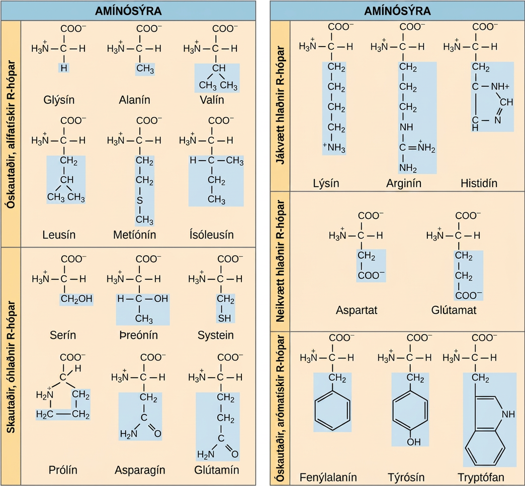 Structures of the twenty amino acids are given. Six amino acids; glycine, alanine, valine, leucine, methionine, and isoleucine; have R groups that are non-polar and aliphatic, meaning they do not have a ring. Six amino acids; serine, threonine, cysteine, proline, asparagine, and glutamate; have R groups that are polar but uncharged. Three amino acids; lysine, arginine, and histidine; have R groups that are positively charged. Two amino acids, glutamate and aspartate, have R groups that are negatively charged. Three amino acids; phenylalanine, tyrosine, and tryptophan; have nonpolar and aromatic (meaning they have a ring) R groups.