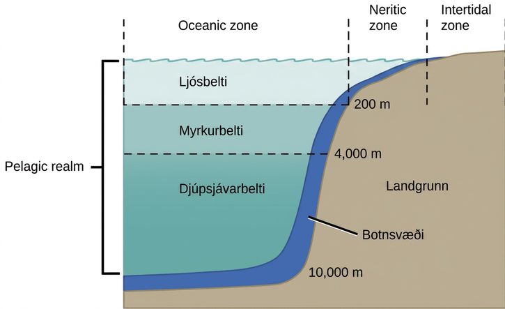 The illustration divides the ocean into different zones based on depth. The top layer, called the photic zone, extends from the surface to 200 m. The aphotic zone extends from 200 to 4,000 m. The abyssal zone extends from 4,000 m to the ocean bottom. The ocean is also divided into zones based on distance from the shore. The intertidal zone extends from high to low tide. The neritic zone extends from the intertidal zone to the point at which ocean depth is about 200 m. At about this depth, the continental shelf ends in a steep slope to the ocean bottom. The oceanic zone is the area of open ocean. The entire ocean bottom is the benthic zone. It extends from the shore, along the bottom of shallow water, and continues along the bottom down to the greatest ocean depths. All of the ocean's open water, above the entire benthic realm, including the photic, aphotic, and abyssal zones, is referred to as the pelagic realm.