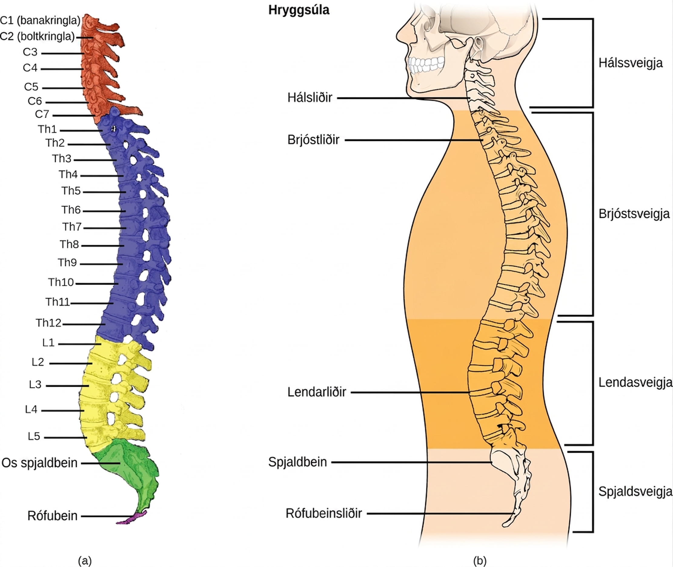 Illustration A shows all the vertebrae in a vertebral column. Illustration B shows that different sections of vertebrae curve in different directions. The cervical vertebrae in the neck curve toward the front of the body. The top cervical vertebrae is called the atlas, or c 1. The next bone down is the c 2, or axis. There are 7 cerebral vertebrae. Next are the thoracic vertebrae, which extend from the neck to the bottom of the rib cage, curve toward the back of the body. These are labeled as T h 1, which is the first thoracic vertebrae below the cervicals, to t h 12, which is the lowest of the thoracic vertebrae. Next are the lumbar vertebrae, which extend to the bottom of the back, curve toward the front again. These lumbar vertebrae are labeled L 1, which is the next vertebrae below the thoracics, thorugh L 5, which is the lowest lumbar vertebrae. The sacrum and the coccygeal vertebrae make up the sacral curve that curves toward the back. The sacrum is above the coccyx.