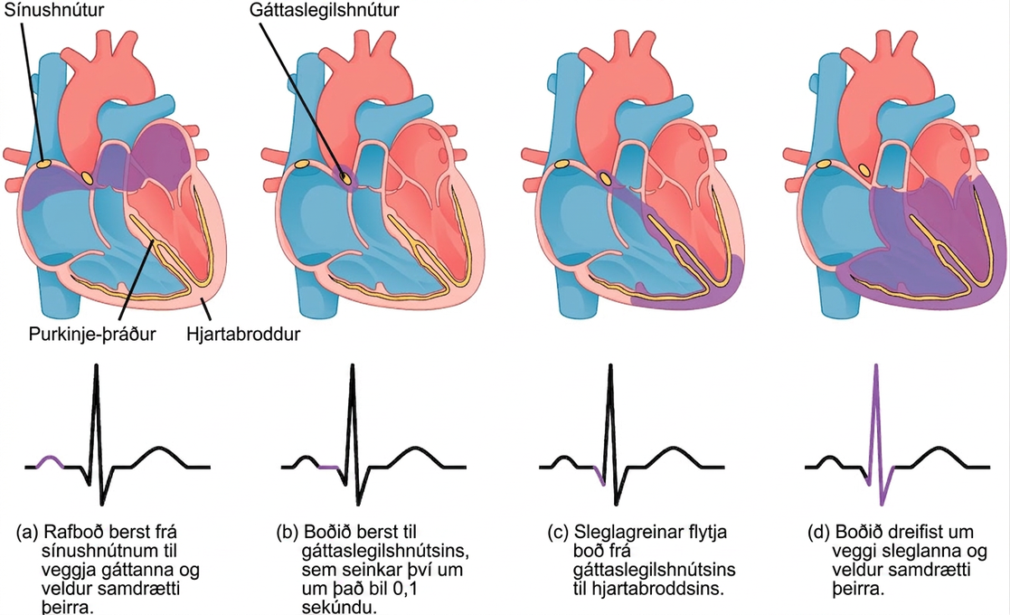 The sinoatrial node is located at the top of the right atrium, and the atrioventricular node is located between the right atrium and right ventricle. The heart beat begins with an electrical impulse at the sinoatrial node, which spreads throughout the walls of the atria, resulting in a bump in the ECG reading. The signal then coalesces at the atrioventricular node, causing the ECG reading to flat-line briefly. Next, the signal passes from the atrioventricular node to the Purkinje fibers, which travel from the atriovenricular node and down the middle of the heart, between the two ventricles, to the apex (the bottom of the heart), then up the sides of the ventricles. As the signal passes down the Purkinje fibers the ECG reading falls. The signal then spreads throughout the ventricle walls, and the ventricles contract, resulting in a sharp spike in the ECG. The spike is followed by a flat-line, longer than the first, then a bump.