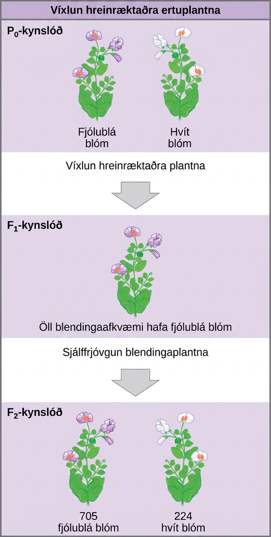 The diagram shows a cross between pea plants that are true-breeding for purple flower color and plants true-breeding for white flower color. This cross-fertilization of the upper P generation resulted in an upper case F subscript 1 baseline generation with all violet flowers. Self-fertilization of the upper F subscript one baseline generation resulted in an upper F subscript 2 baseline generation that consisted of 705 plants with violet flowers, and 224 plants with white flowers.
