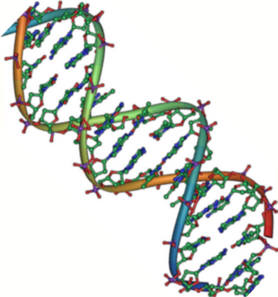 The molecular structure of D N A is shown. D N A consists of two antiparallel strands twisted in a double helix. The phosphate backbone is on the outside, and the nitrogenous bases face one another on the inside. The bases appear as strands between the phosphate backbone of the double helix.