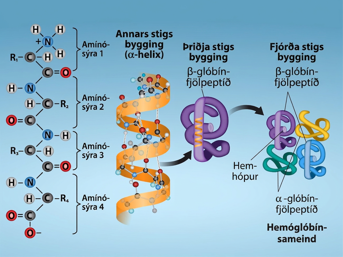 Shown are the four levels of protein structure. The primary structure is the amino acid sequence. Secondary structure is a regular folding pattern due to hydrogen bonding. Tertiary structure is the three-dimensional folding pattern of the protein due to interactions between amino acid side chains. Quaternary structure is the interaction of two or more polypeptide chains.