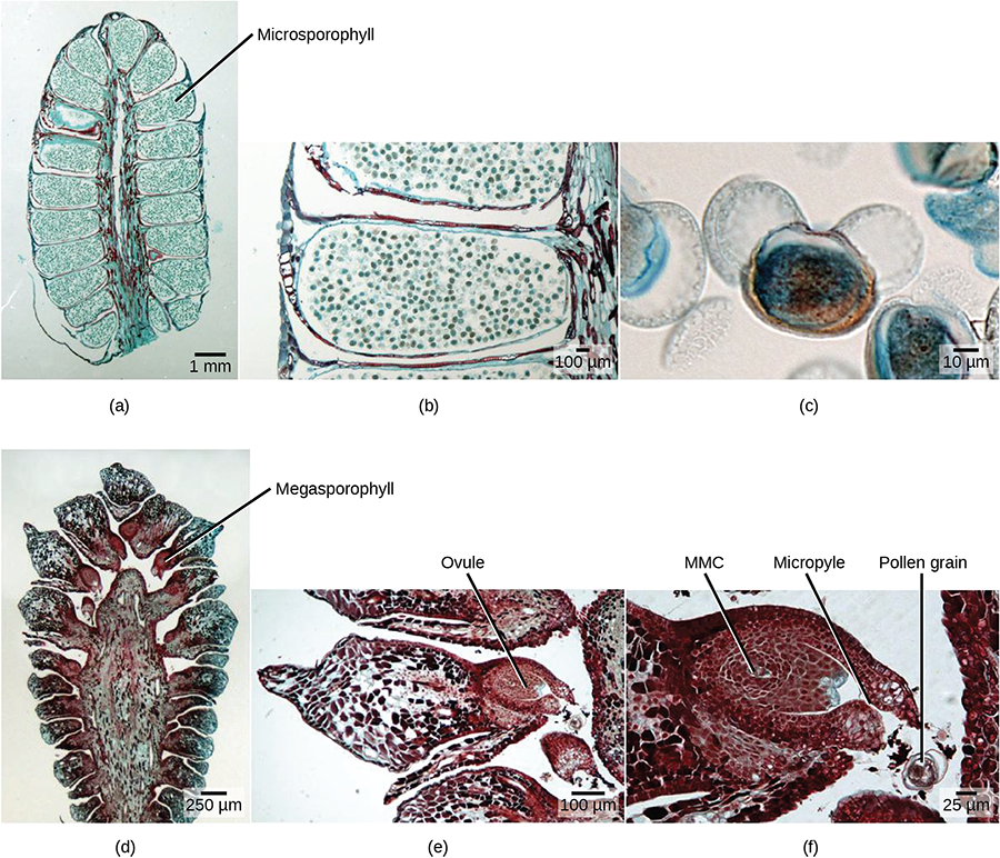Part a shows a cross section of a male cone, which is oval with a flattened bottom. A stem-like structure runs up the middle, and oblong microsporophylls radiate from either side. Migrograph b shows a microsphorphyll, which is filled with round pollen grains. Micrograph C shows a pollen grain, which is oval with two lobes attached. Part D shows a cross section of a female cone, which is similar in shape to the male cone but with a wider central structure. Megasporophylls radiate from either side of this structure. At the base the megasprophylls are narrow, and the widen out into a roughly diamond shape. Part E shows the megasprophyll, which has an oval ovule at its base. Part F shows the ovule. The megaspore mother cell is at the center. An opening called a micropyle allows entry of the pollen tube from the base.