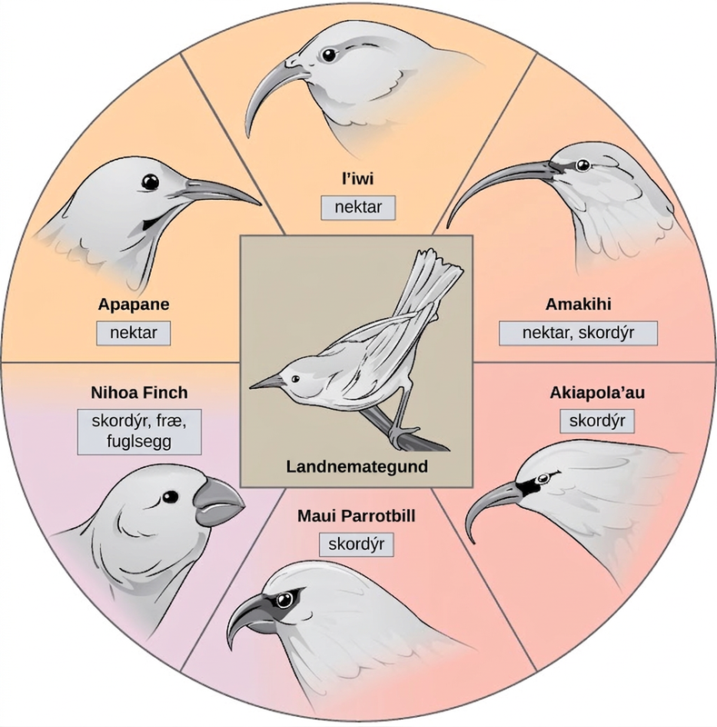 The illustration shows a wheel with the founder species at the hub. The spokes of the wheel are six modern honeycreeper bird species that evolved from the founder bird species. Five of these birds eat insects and or nectar and have long, thick beaks; these are the ‘Apapane, ‘Iwi, ‘Amakihi, ‘Akiapola'au and Maui Parrotbill. The Nihoa Finch has a short, fat beak and eats insects, seeds, and bird eggs.
