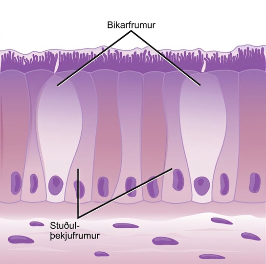 Illustration shows tall, columnar cells arranged side-by-side. Each cell has a nucleus located near the bottom, and cilia extending from the top. Two oval goblet cells are interspersed among the columnar epithelial cells. The goblet cells, which are shorter than the columnar cells, are in direct contact with the intestinal lumen. Beneath the columnar cells is a layer of horizontal cells.